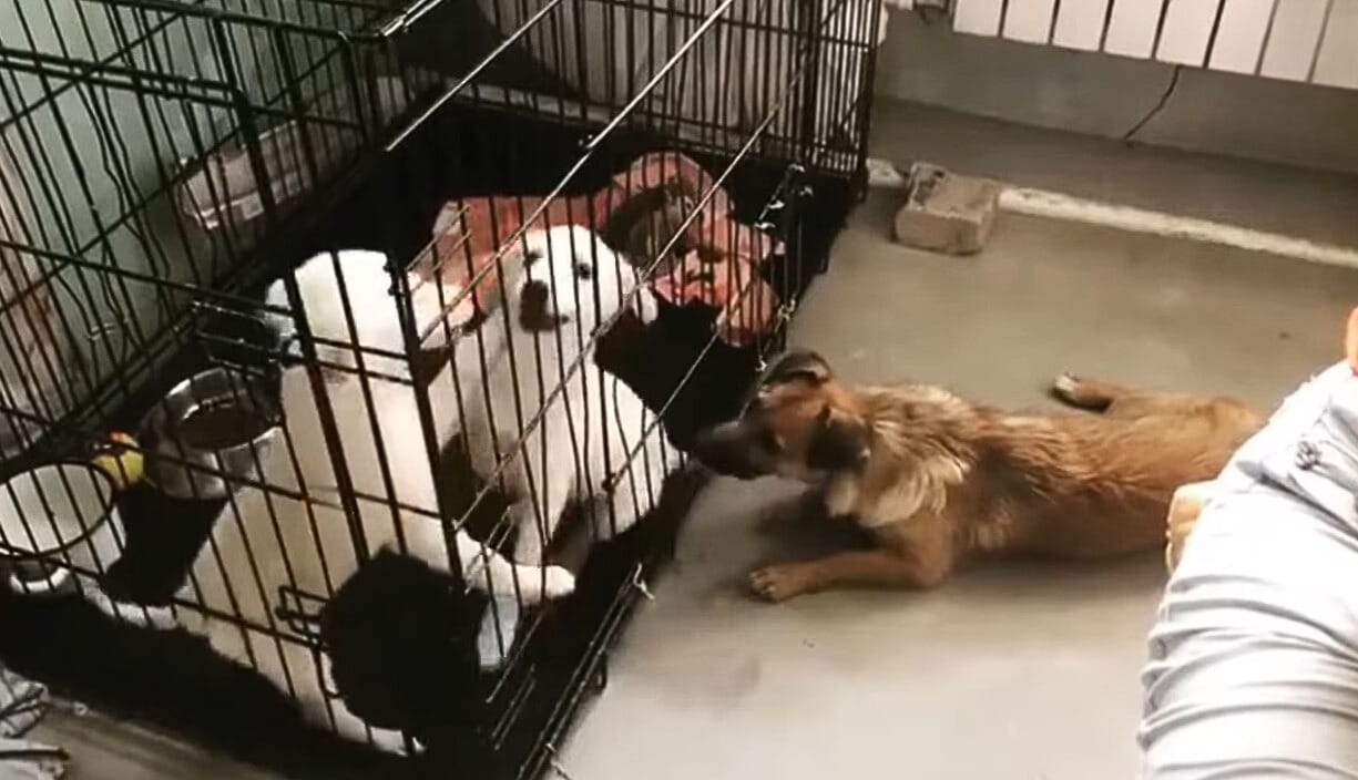 Extra image from article