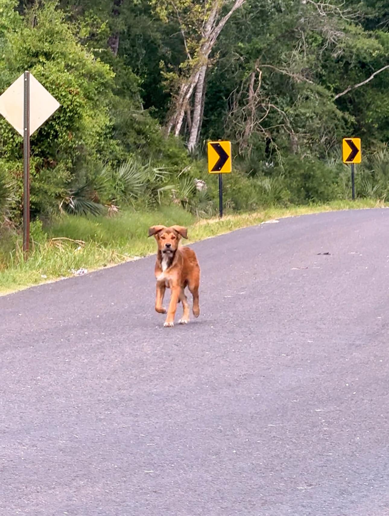 With a playful and inquisitive nature ty...