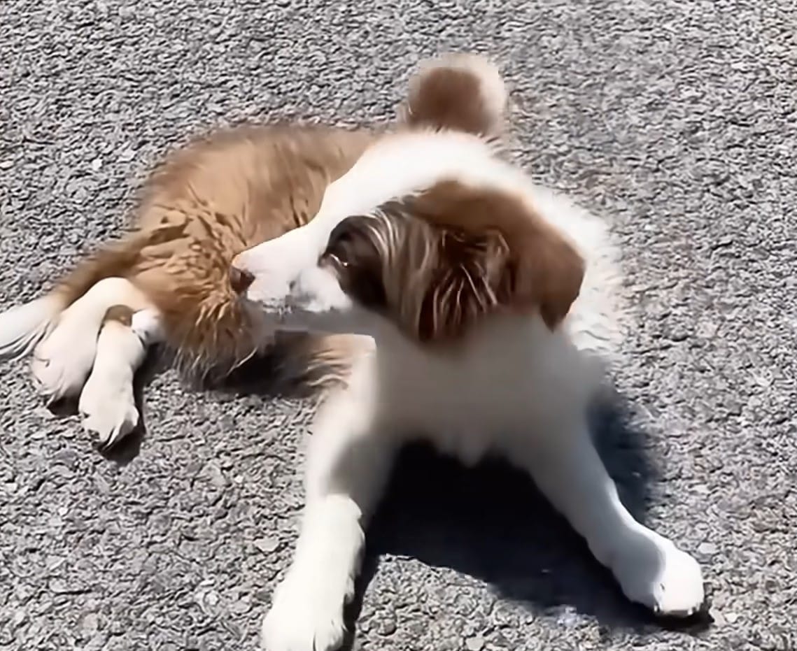 Extra image from article