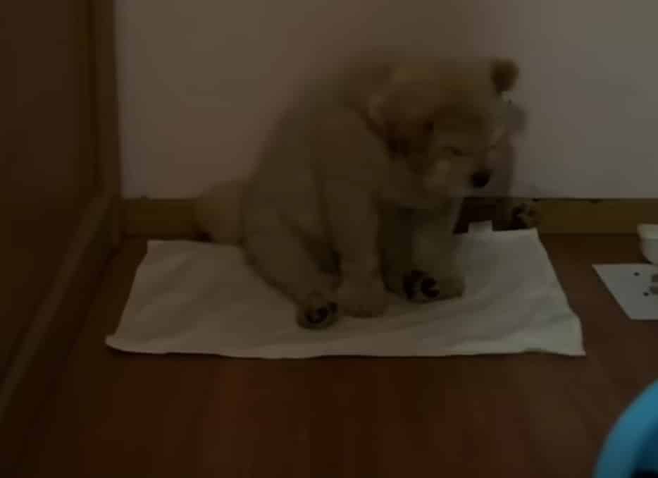 Extra image from article