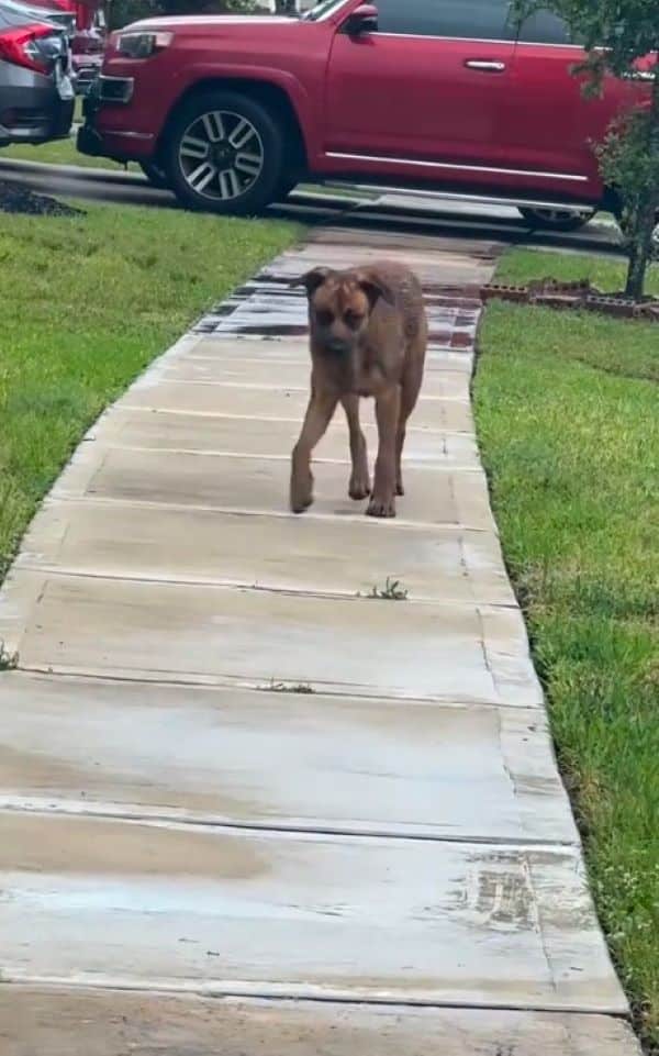 To enhance Buddy's chances of a rescue a...