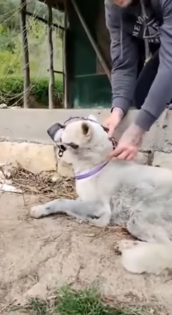 Extra image from article