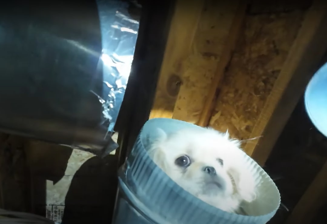 Extra image from article