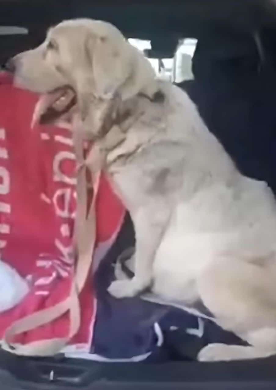 Extra image from article