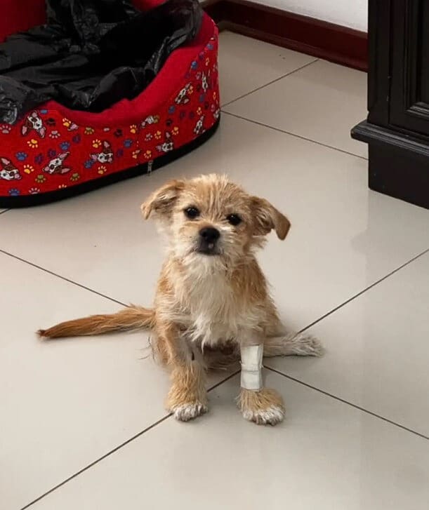 Extra image from article