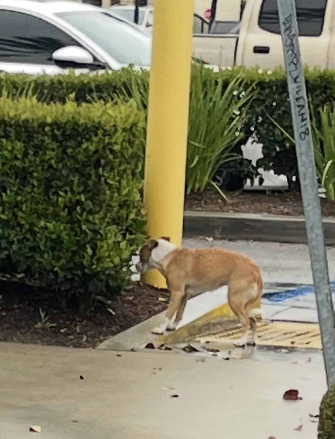 Extra image from article