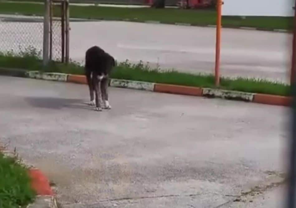 In his new home, Barney received continu...