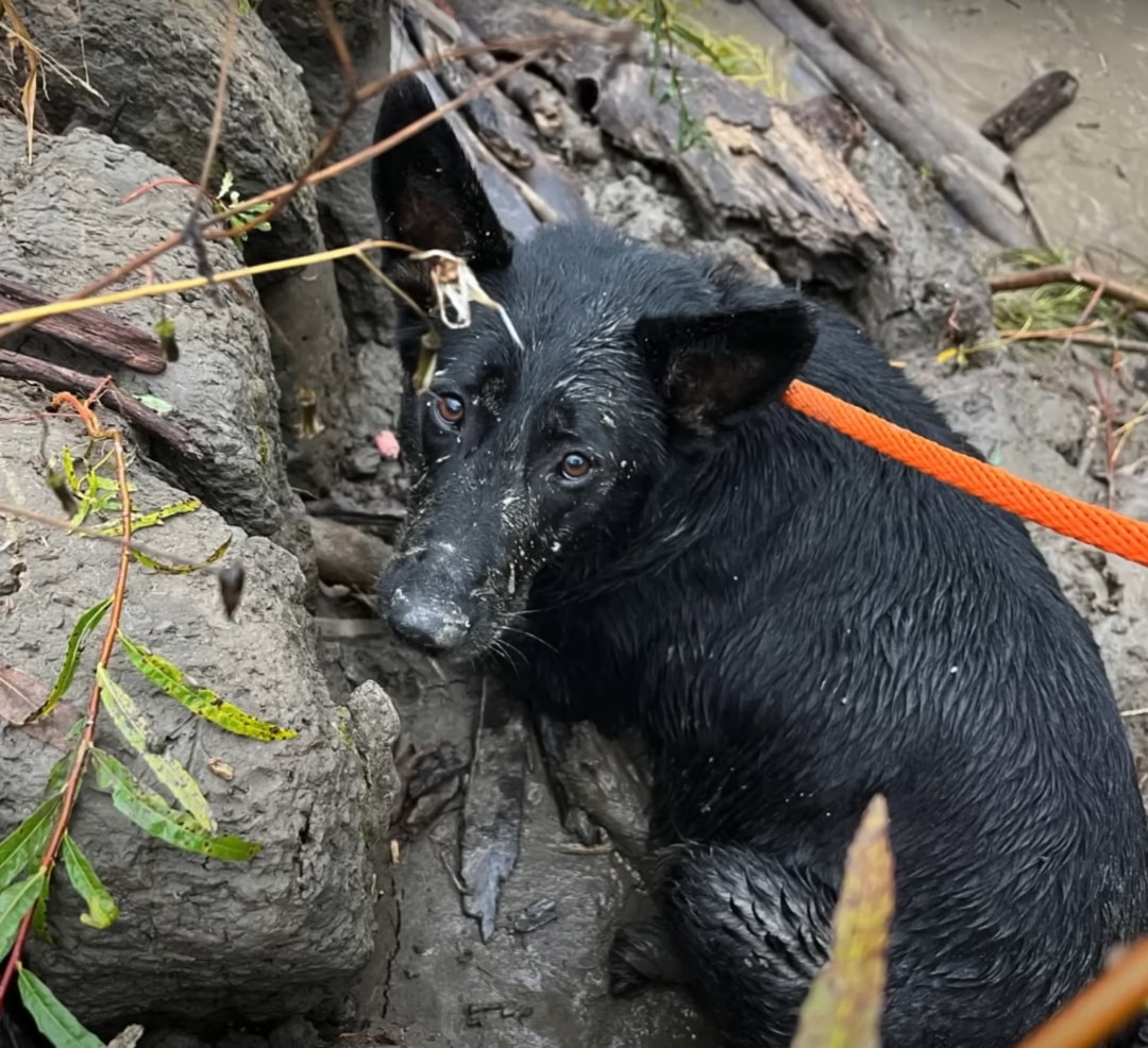 Extra image from article