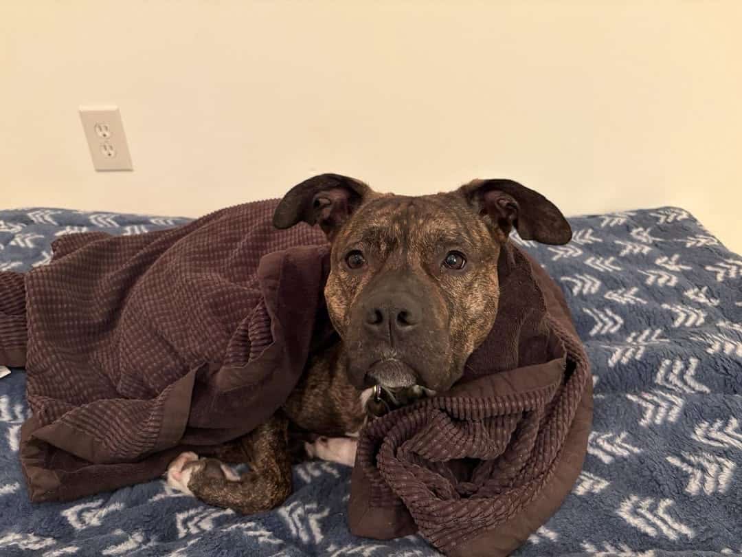 Extra image from article