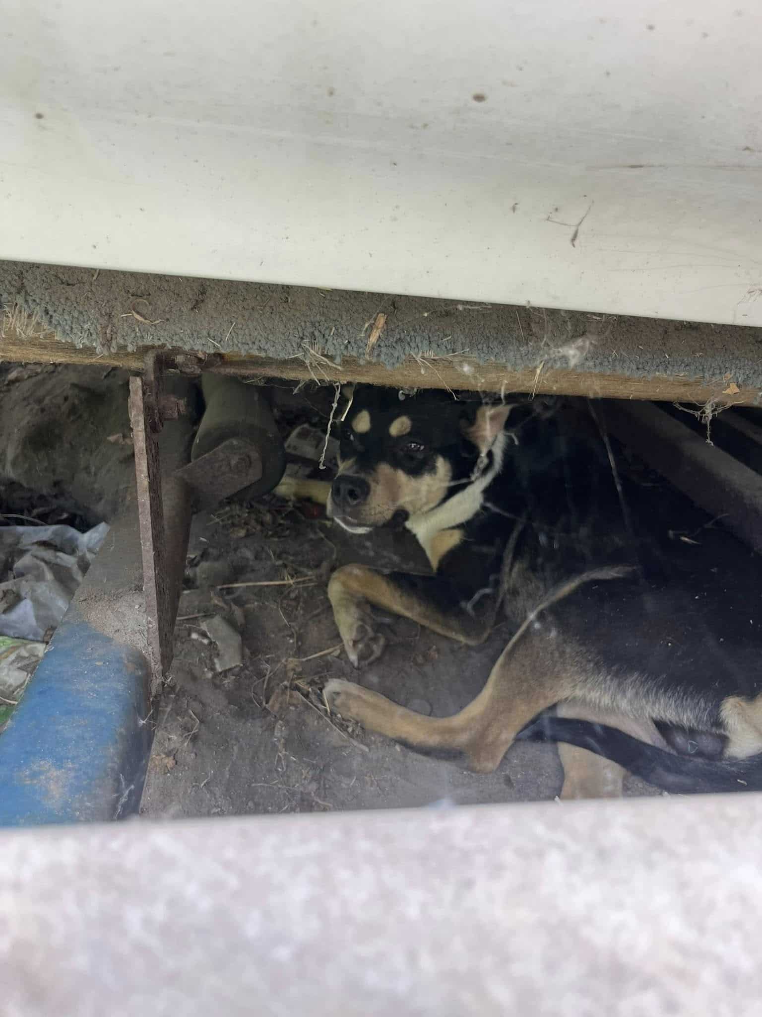 Extra image from article