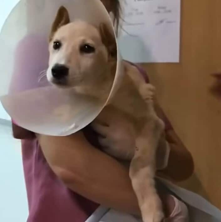 Extra image from article