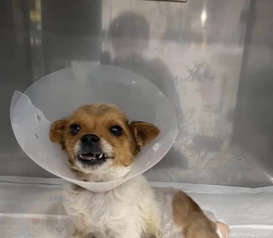 Extra image from article