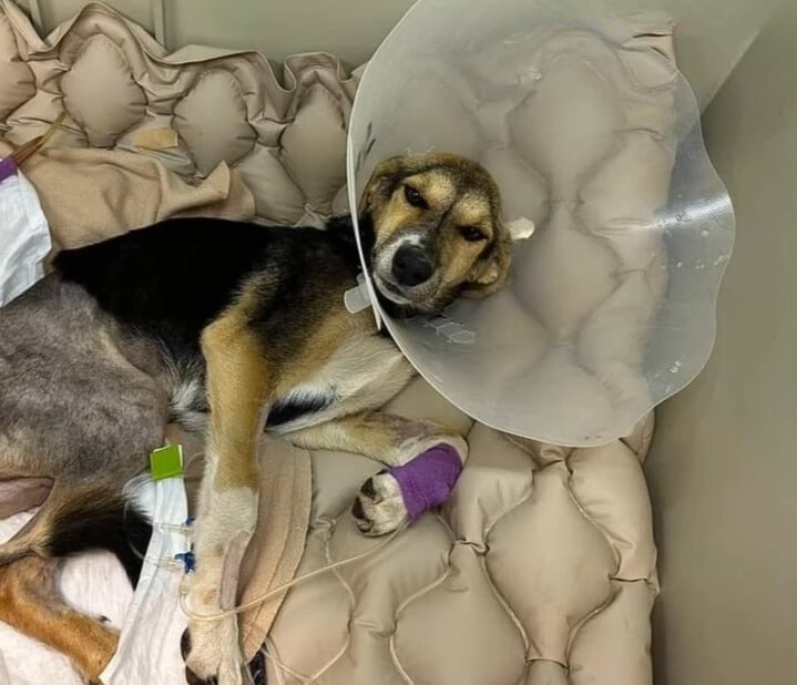 A week later, another surgery brought su...