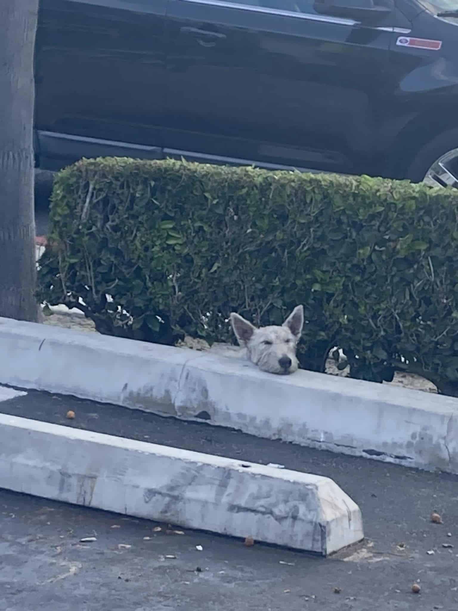 Extra image from article