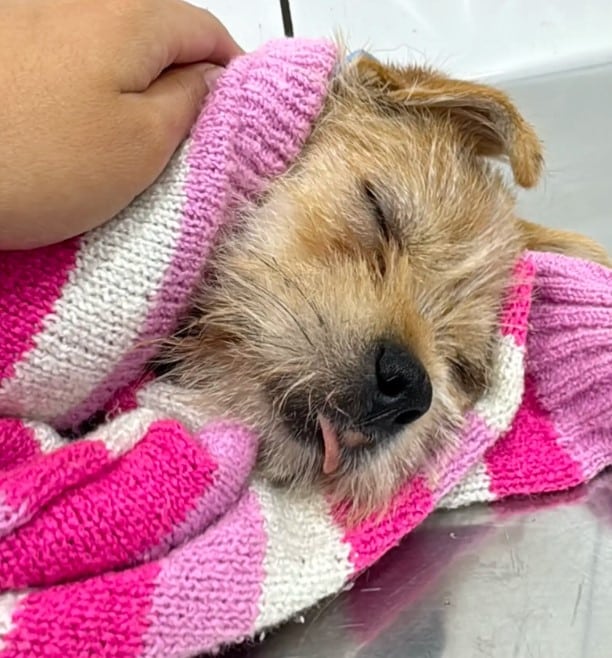 Extra image from article