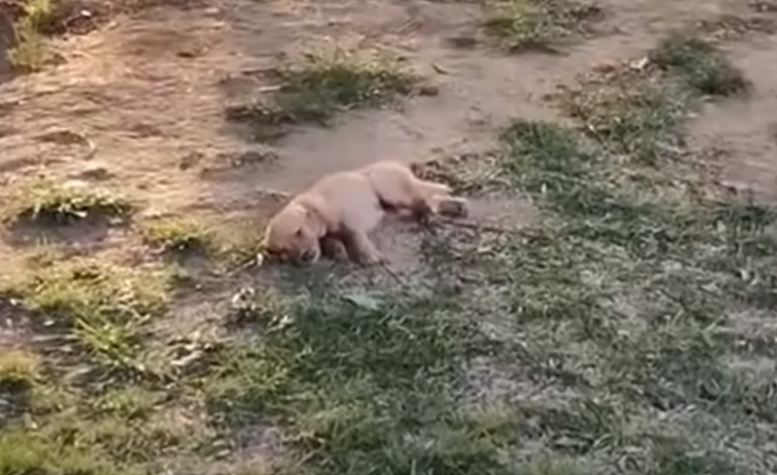 Gradually, the little pup began to recov...