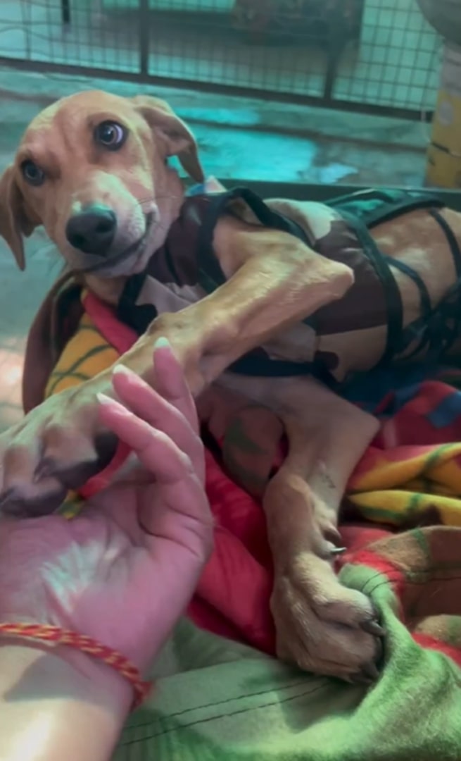 Extra image from article