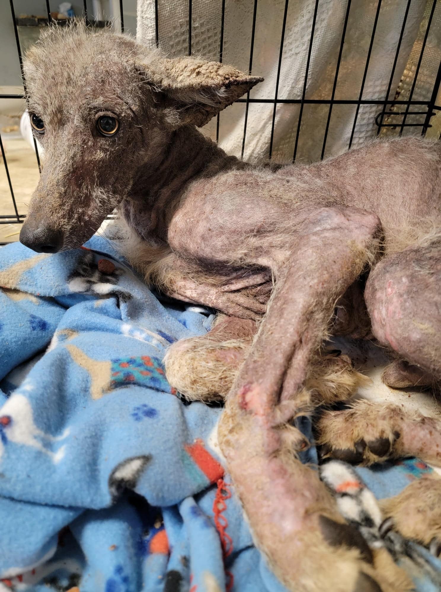 Extra image from article