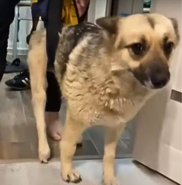 Extra image from article