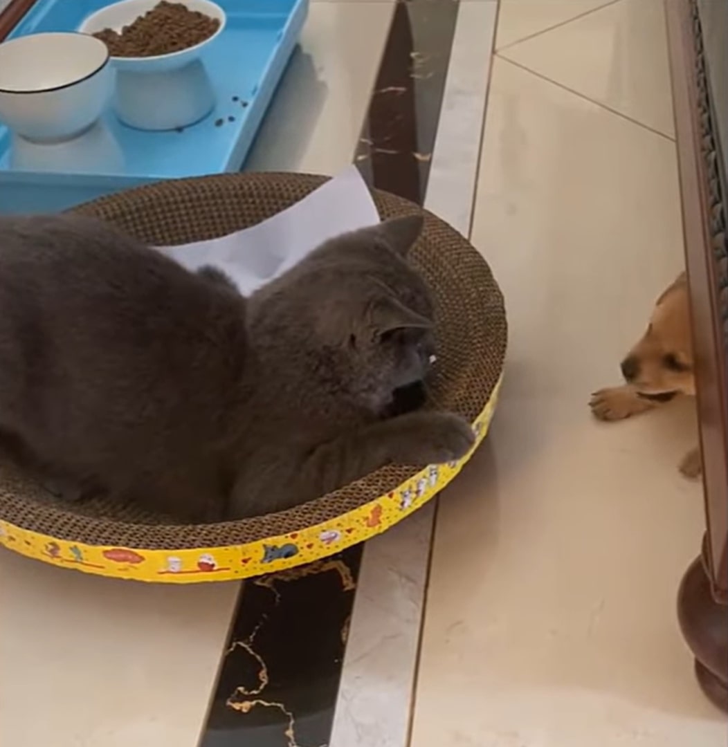 Extra image from article