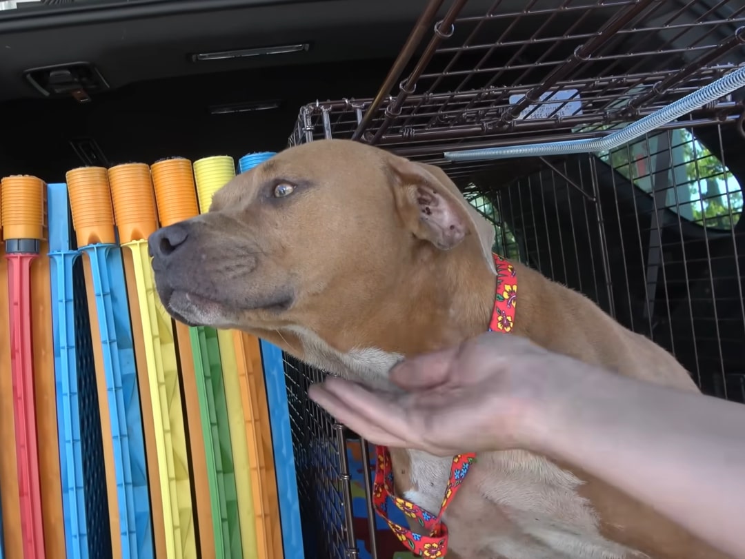 Extra image from article