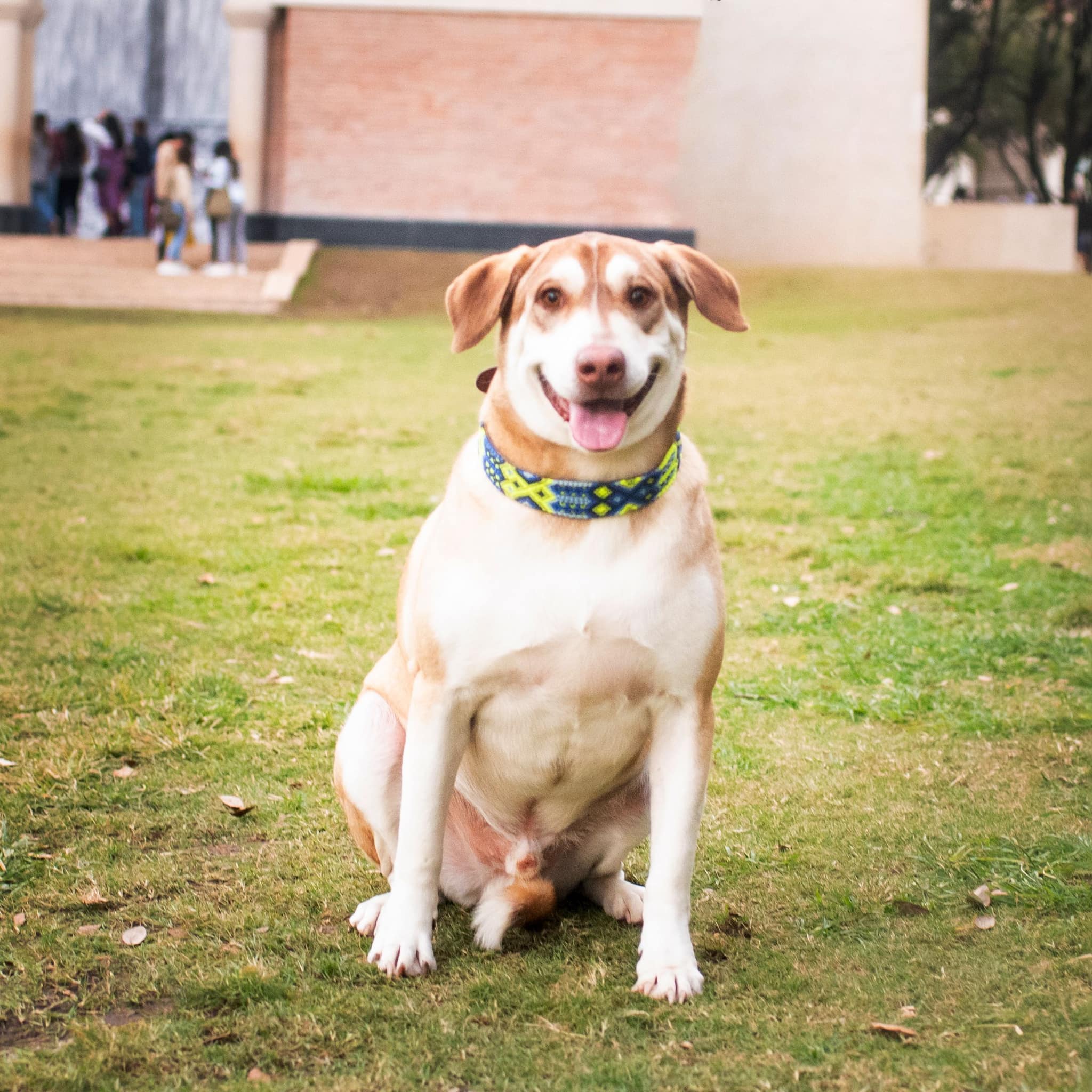 Extra image from article