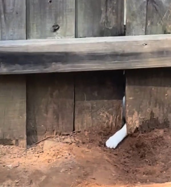 When someone inquired about the cat's ow...