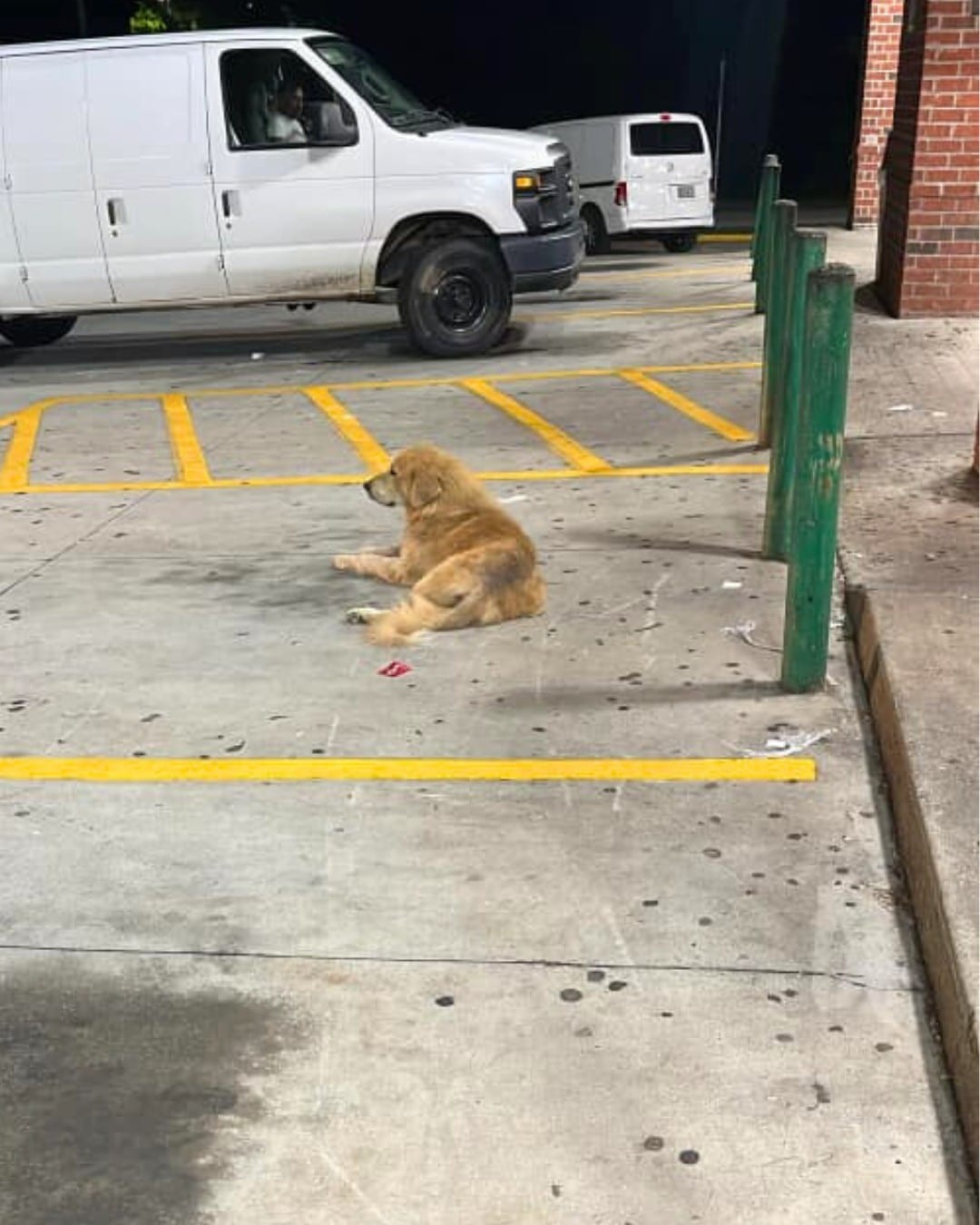 A spokesperson for Hounds In Pounds shar...