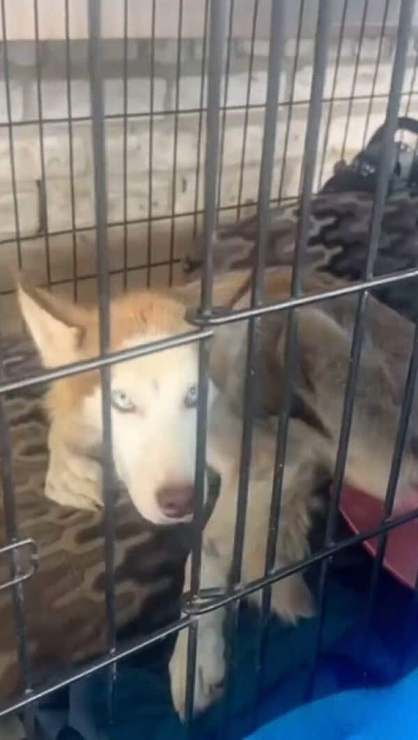 Eventually, Lavender also found a loving...