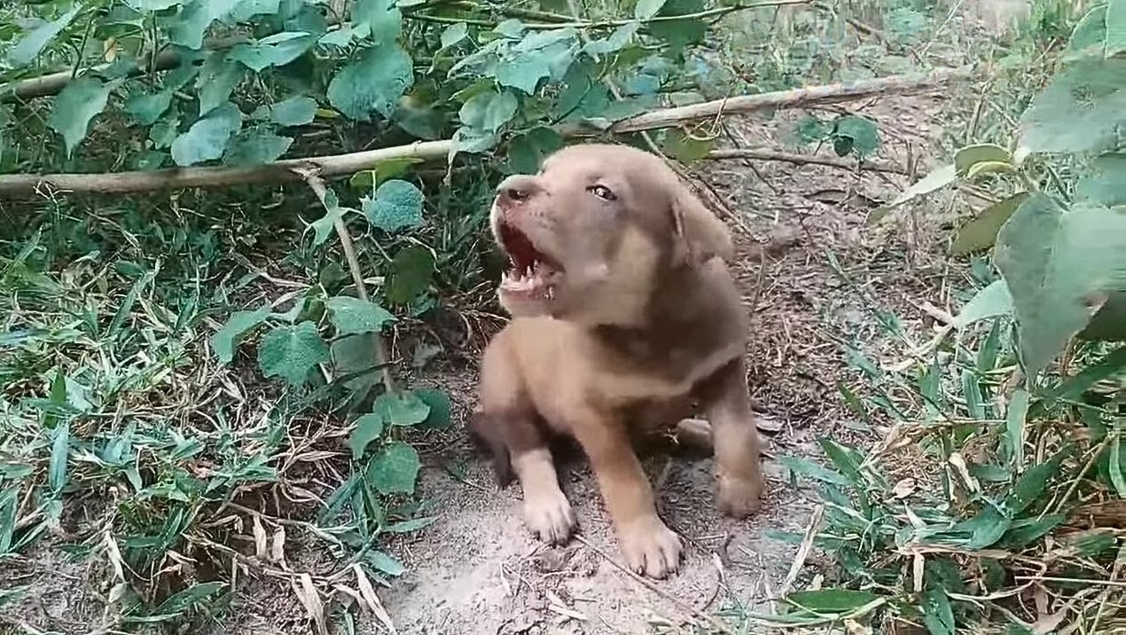 His new family welcomed him with open ar...