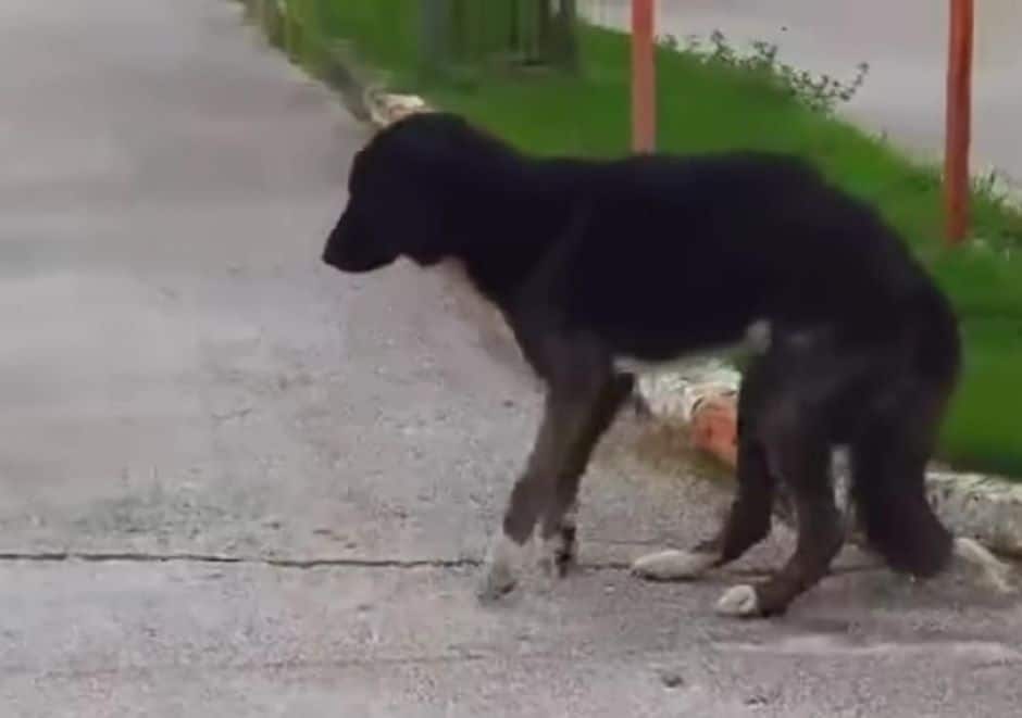 Extra image from article