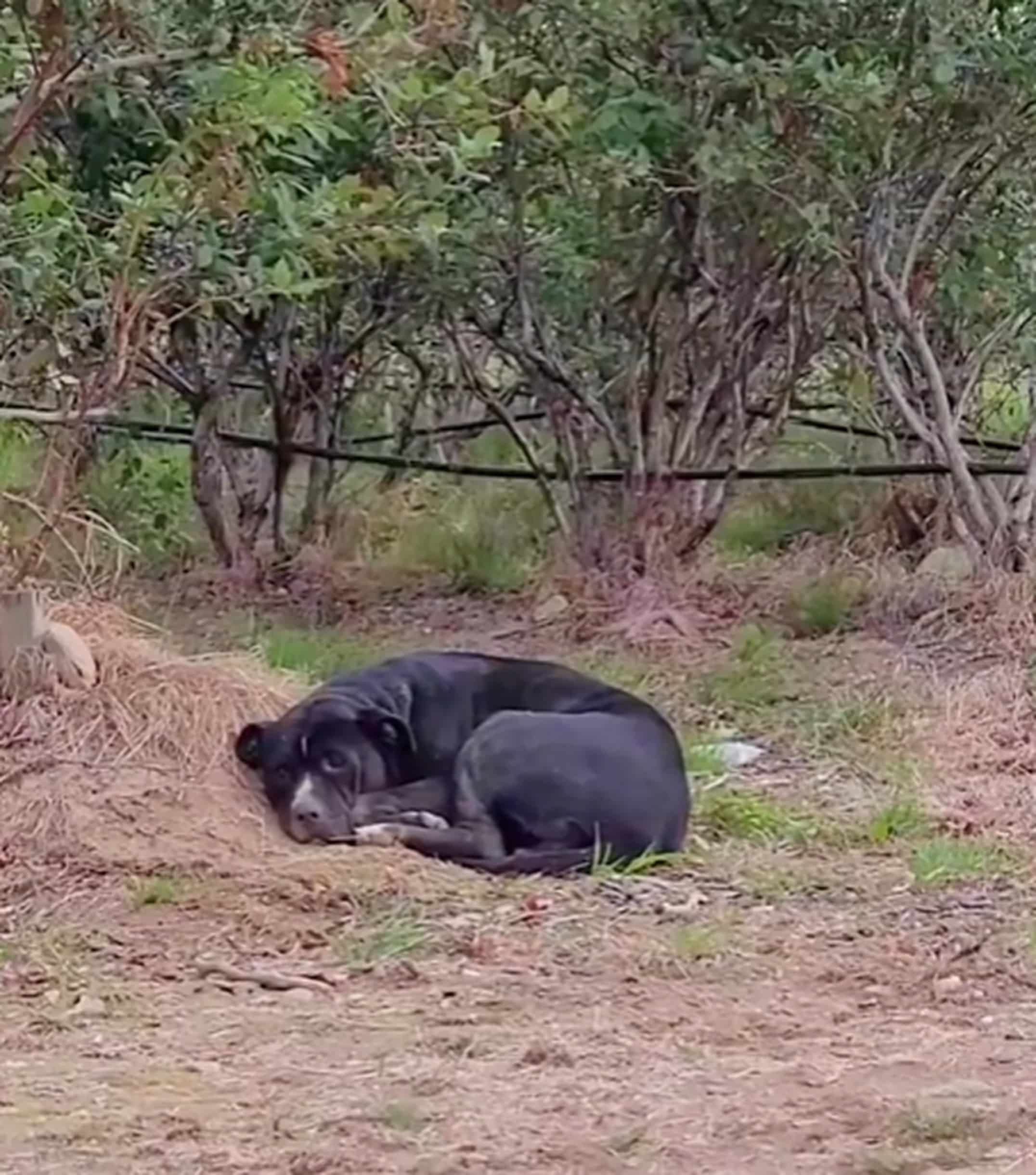 Shena took the dog to RAPS Animal Hospit...