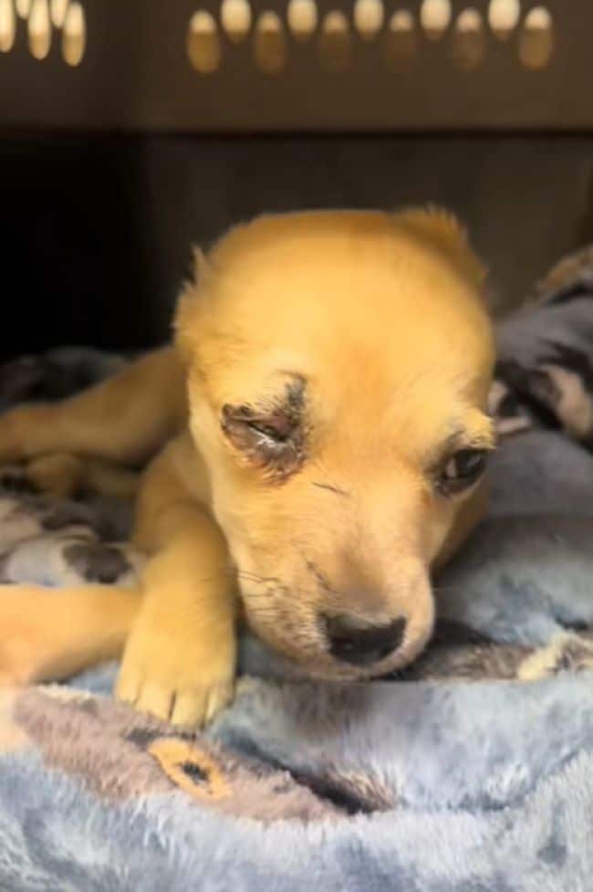 Extra image from article