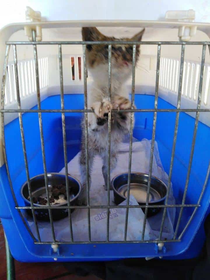 Extra image from article