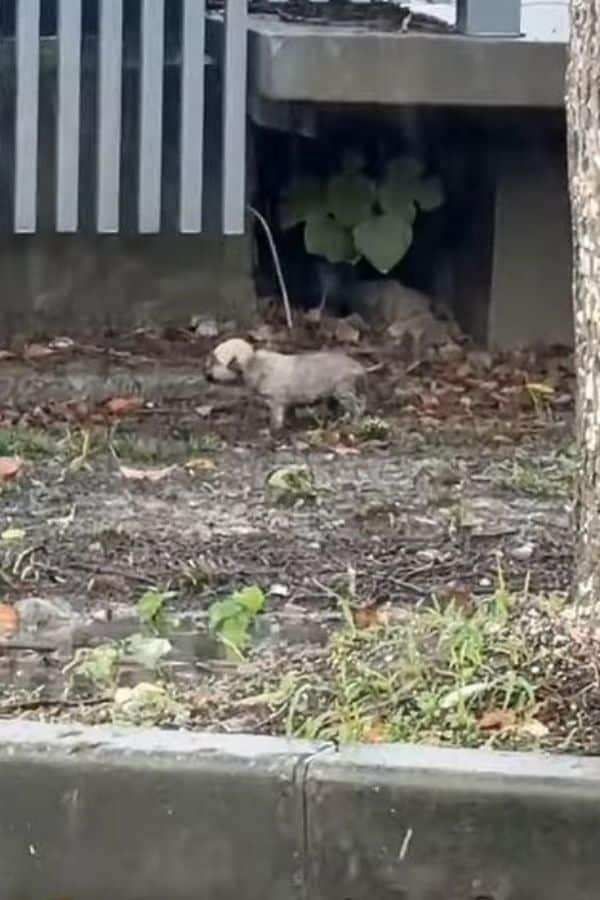 Angel thrived under the care of his newf...