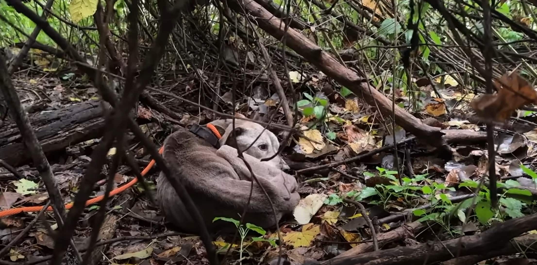 Extra image from article