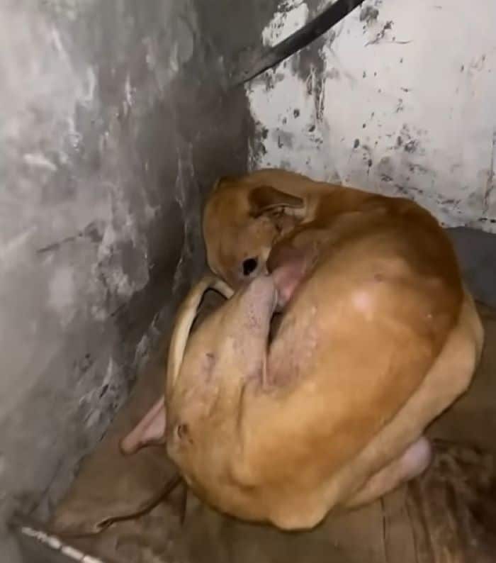 Extra image from article