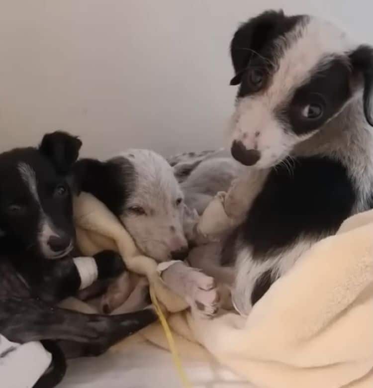 Extra image from article