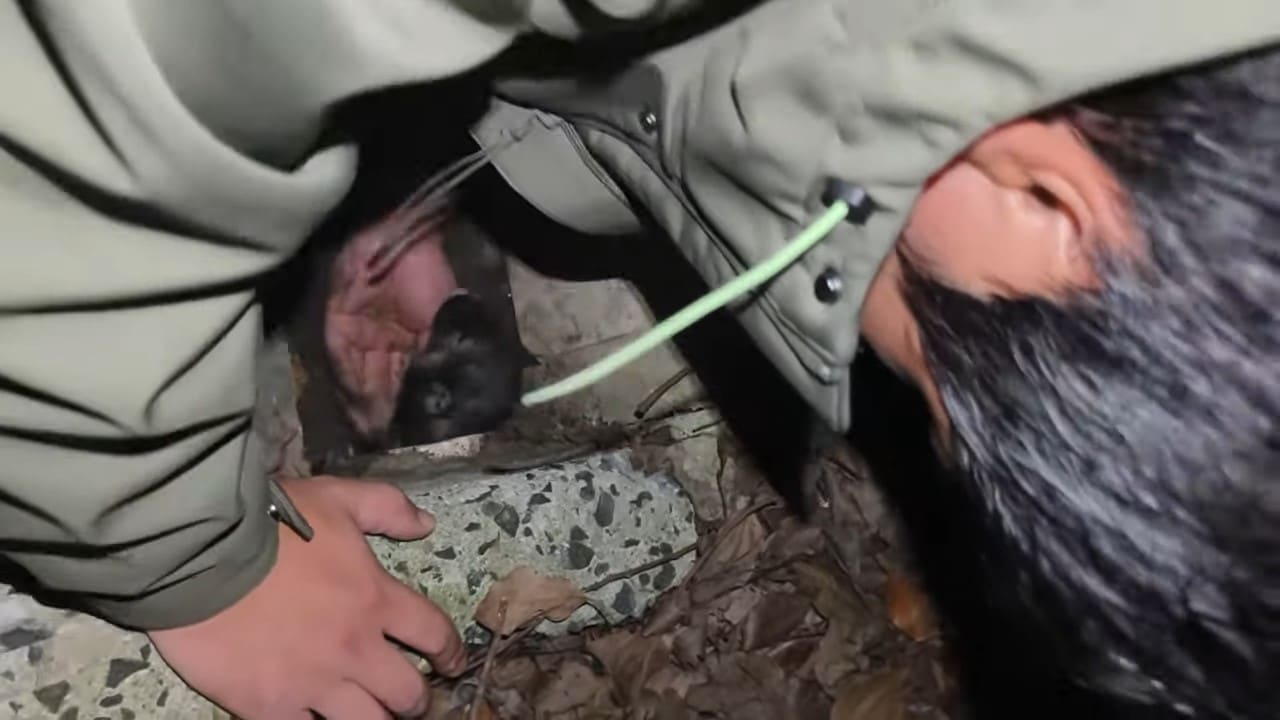 Extra image from article