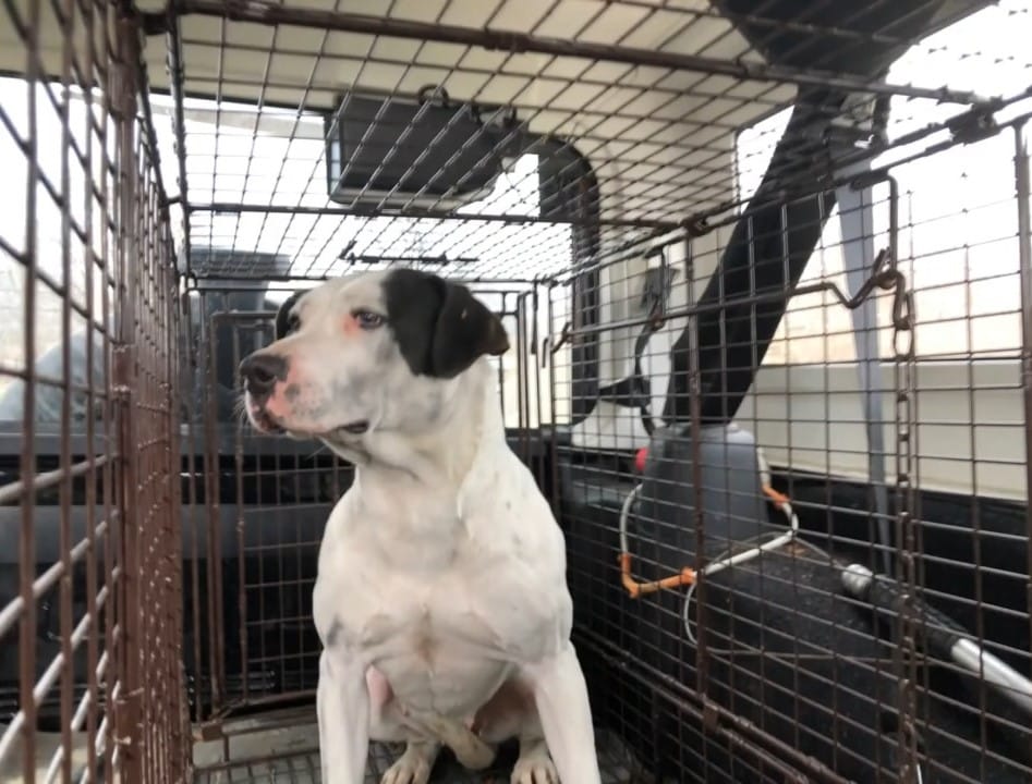 Extra image from article