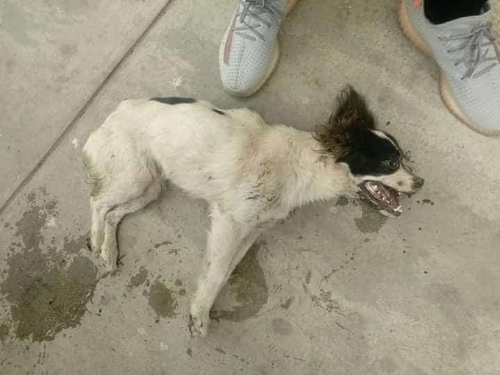 A kind foster family provided constant c...