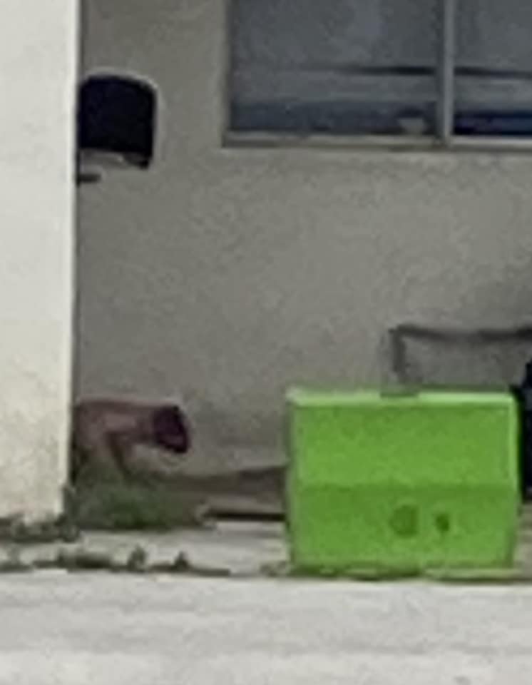 Dedicating themselves to his care, the r...