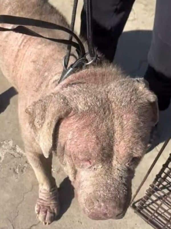 Extra image from article