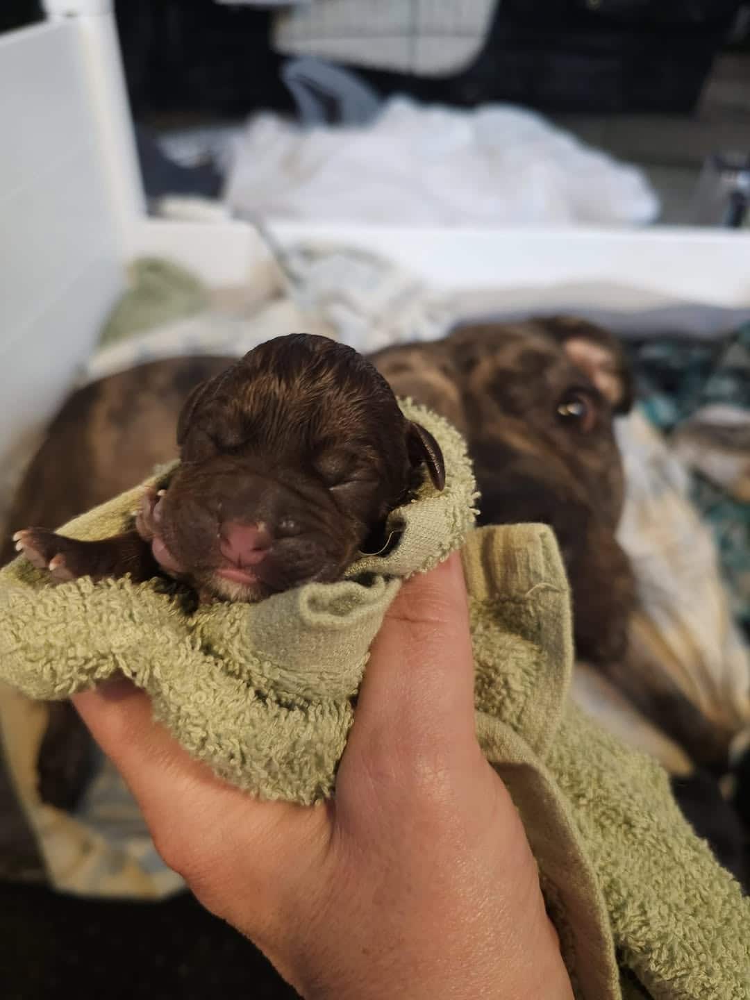 Extra image from article