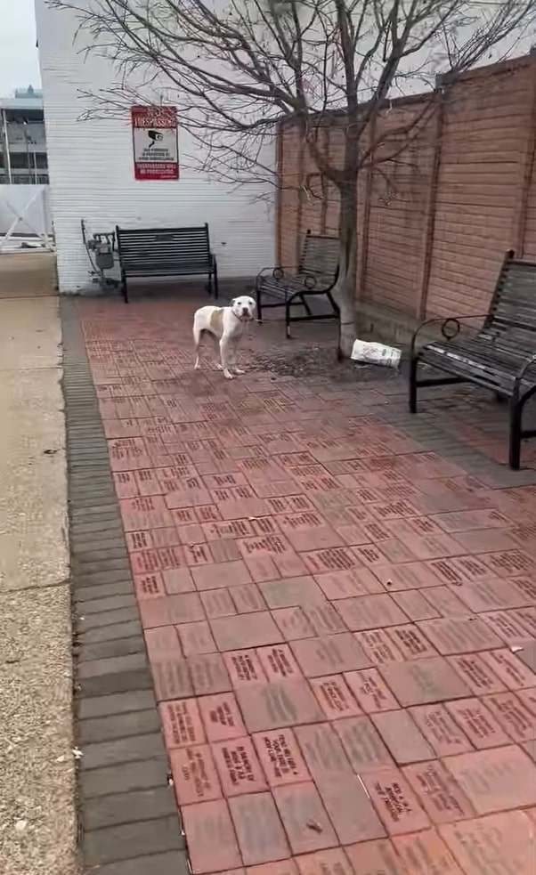 Professor Plum is currently adapting to ...