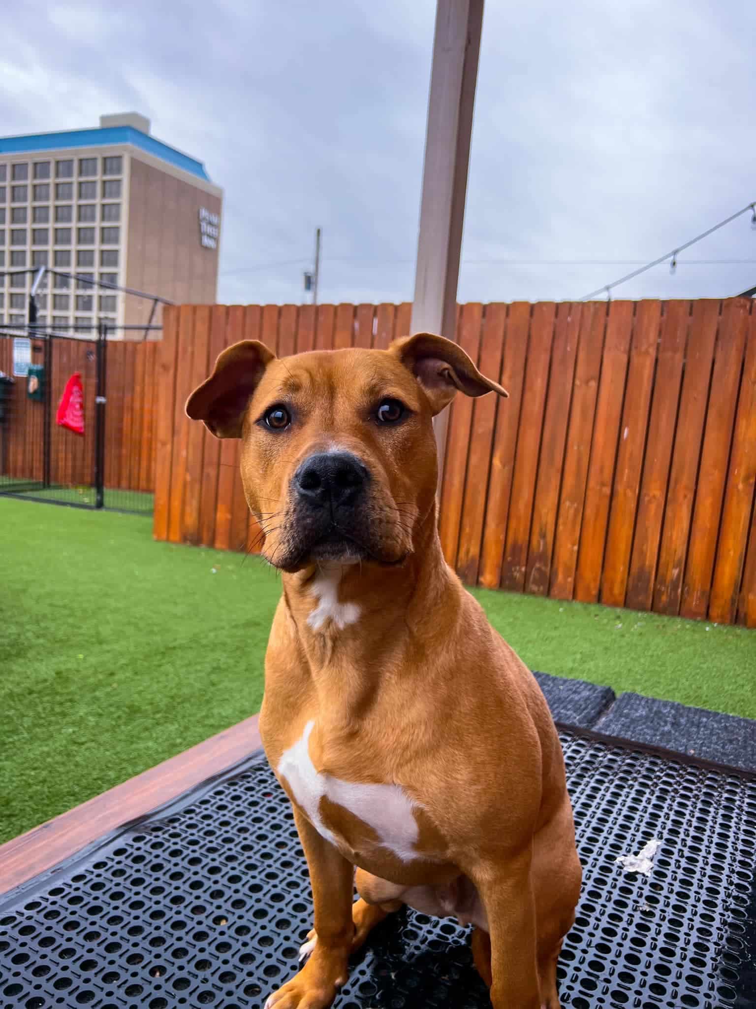 Extra image from article