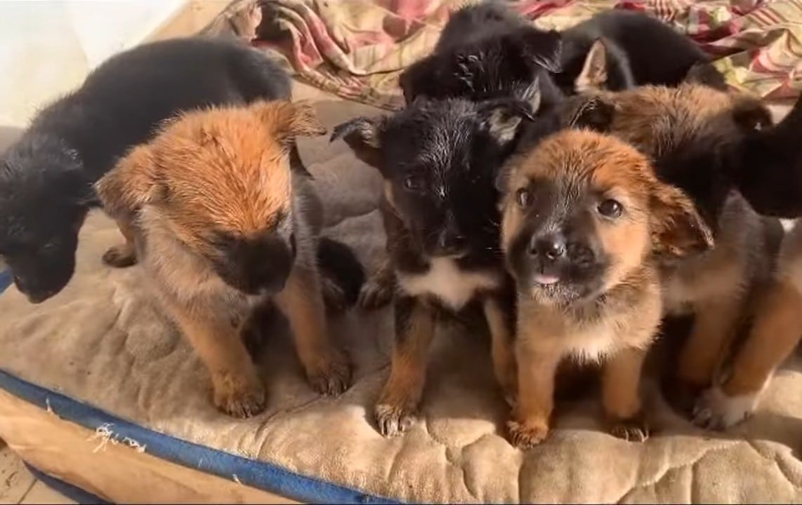 Extra image from article