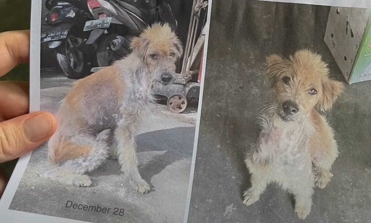 Extra image from article