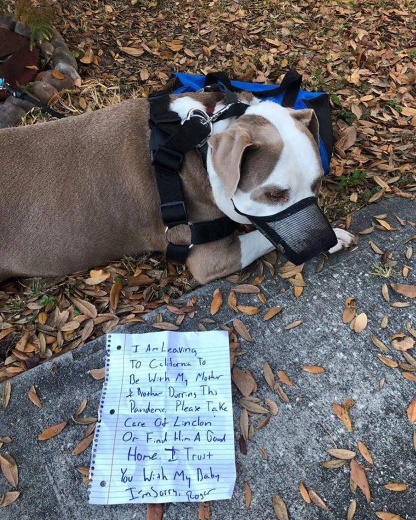 By fostering a dog, you provide a safe h...