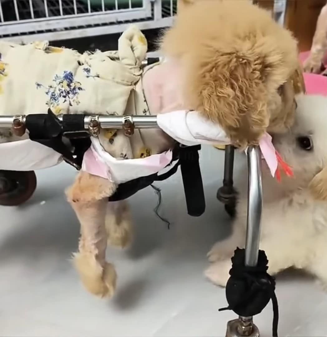 Extra image from article